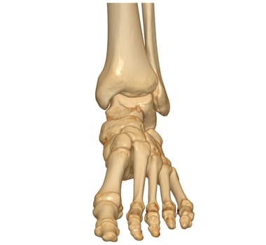 3D rendering of the foot bones isolated on white background. Clipping path.