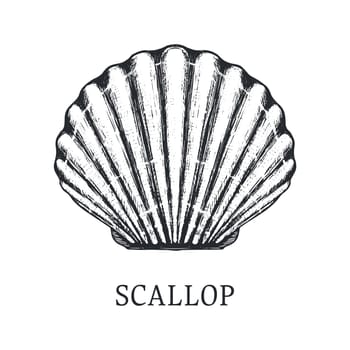 Scallop vector sketch