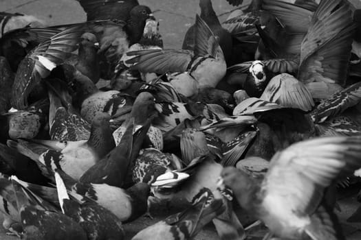Grayscale shot of a flock of city pigeons