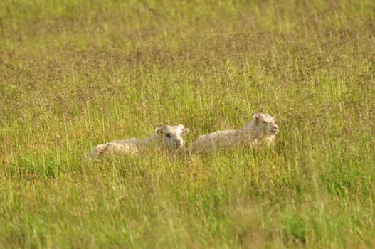 Little Icelandic lambs grazing in a tall meadow, a landscape in Iceland