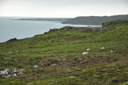 Group of Icelandic sheep captured in a their natural habitat in Iceland