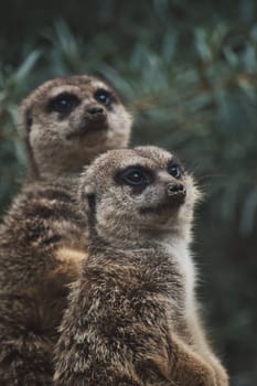 Vertical shot of two Meerkat at the zoo in germany