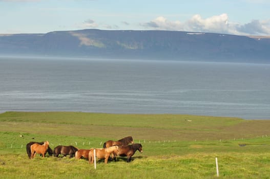Beautiful landscape with green land with a herd of wild Icelandic horses in Iceland