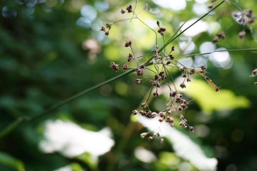 Closeup of a delicate plant with seed blossoms on blurred background