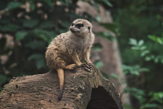 Meerkat sitting on a tree trunk in a zoo