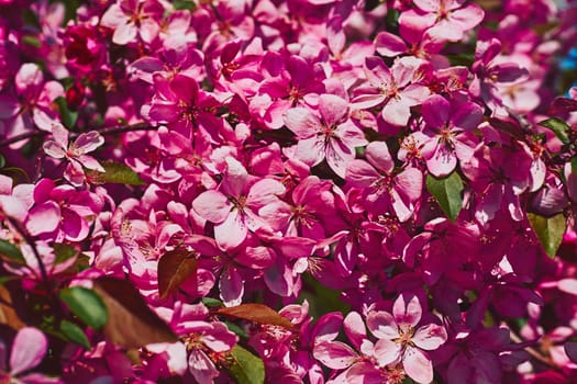 Pink magenta rich spring background of apple blossom flowers with petals
