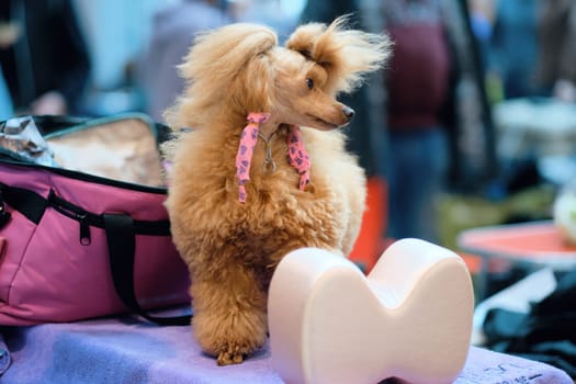 Miniature apricot poodle on the grooming table