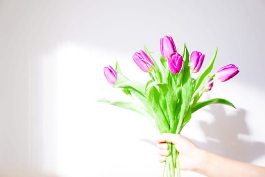 Female hand holding a bouquet of purple tulip flowers in sunshine on the white background.