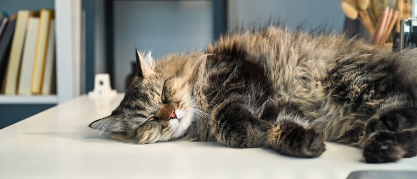 Image of a cute fluffy cat lying on white table, domestic cat resting at home.