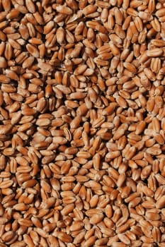 Wheat grains close-up view. Wheat grains background. Dry ripe wheat grains. Preparation for Agricultural season. Preparation of seeds for sowing. Agricultural background