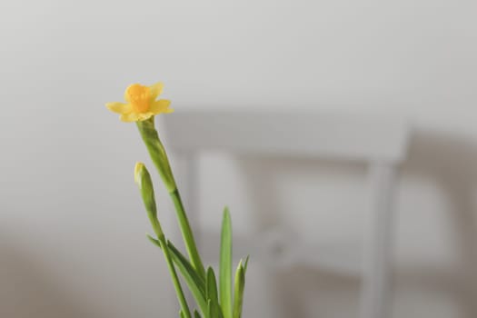 Beautiful blooming yellow daffodils on white background. Gardening, Spring and Easter concept.