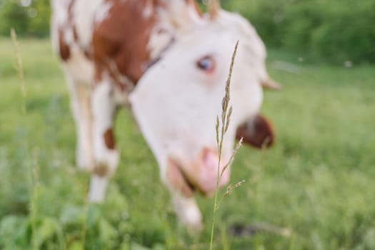 Closeup of cow grazing in meadow. Focus on plant, cow is out of focus