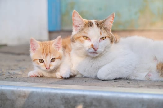 Cat family, rural mom cat with kitten, lying outdoor