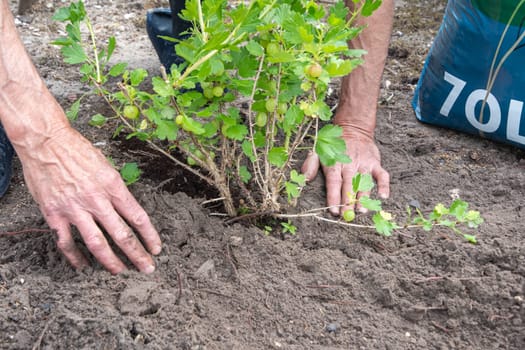 A man planted a gooseberries in his garden,spring seasonal work,gardener working
