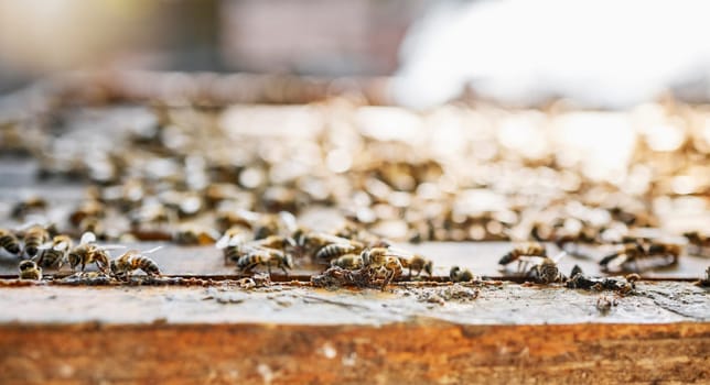 Farm, honey and agriculture with a bee colony outdoor in the countryside for natural farming or beekeeping. Nature, background and sustainability with bees outside in their habitat or environment
