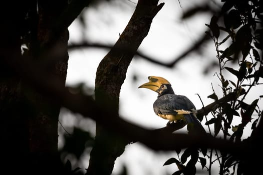 Hornbill bird stands on branch of sillhouetted trees.