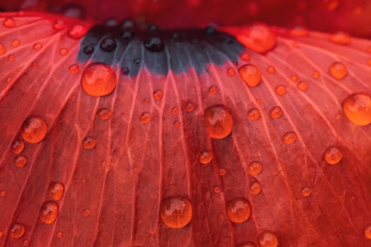 red poppy and dew drops on its petal