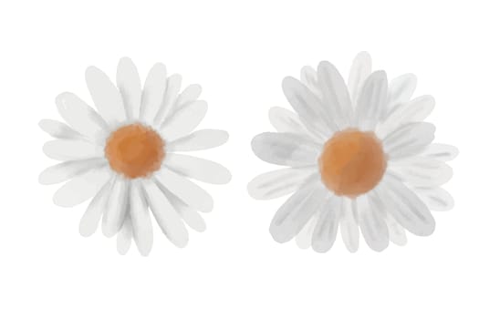 White watercolor chamomile flowers vector illustration.