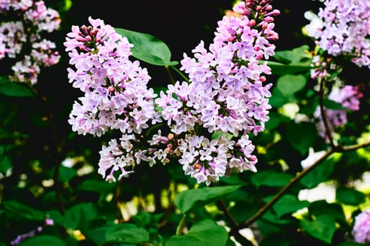 Wonderful branch of pink lilac in the garden park. Love and tenderness