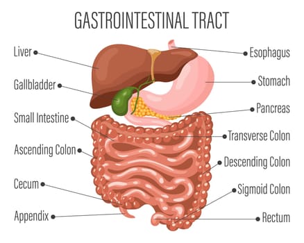 Gastrointestinal tract. Human digestive system anatomy, infographic banner. Liver, stomach, pancreas, gallbladder, intestines.