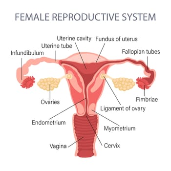Female reproductive system. Diagram of a healthy uterus. Genicology. Medical concept. Infographic banner