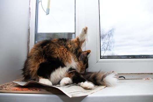 Fluffy cat licks its tail on the windowsill