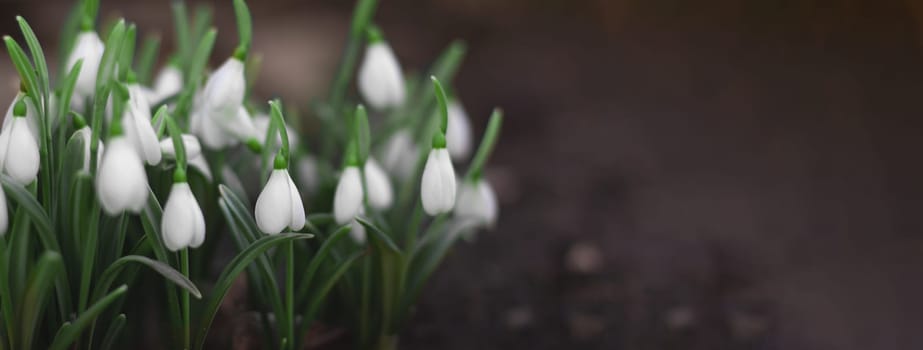 snowdrops on a blurred brown background, banner, space for text