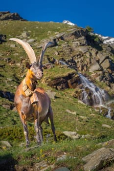 Waterfall and Alpine goats in italian alps landscape, Gran Paradiso, Italy