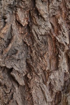 Dark structured tree bark in the forest, tree background.