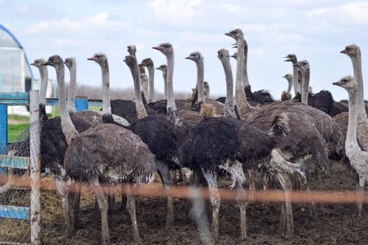 A flock of ostriches on an farm.