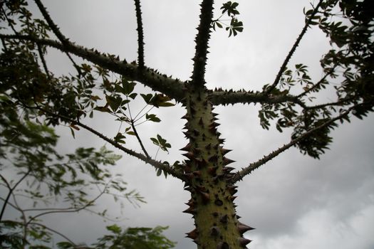 thorny plant in a park