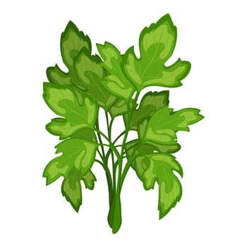 Fresh green branches of parsley on a white background, food. Botanical illustration.