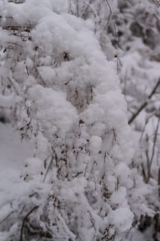shrub branches are covered with snow