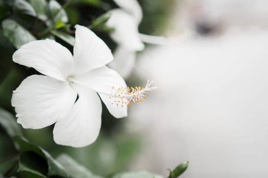 close up white hibiscus flower with copy space nature background