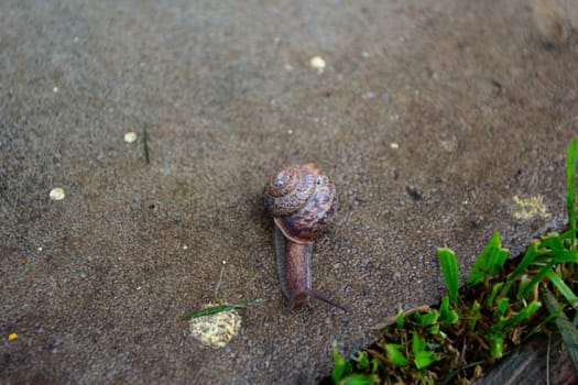 snail crawls on concrete green grass Ecology