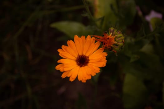 Orange calendula flower on a dark folk medicine