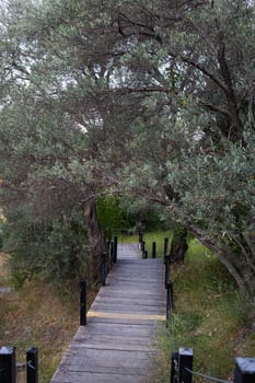 Olive grove in the garden, wooden stairs, road to the sea.