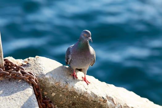 pigeon perched on the pontoon