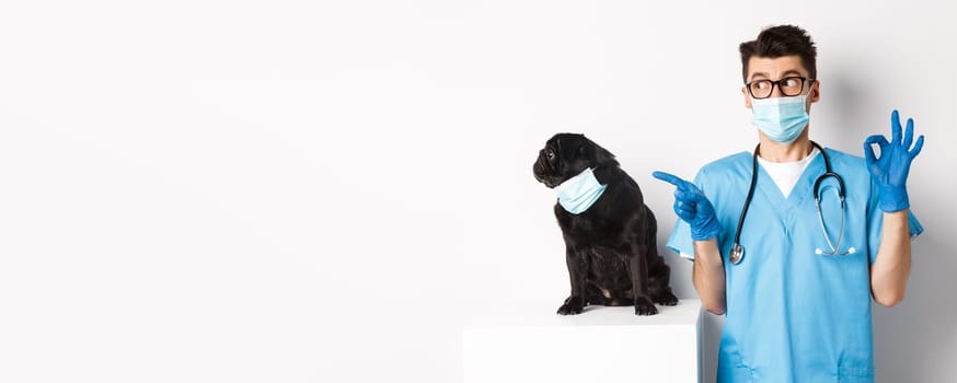 Funny black pug dog wearing medical mask, sitting near handsome veterinarian doctor showing okay sign, white background