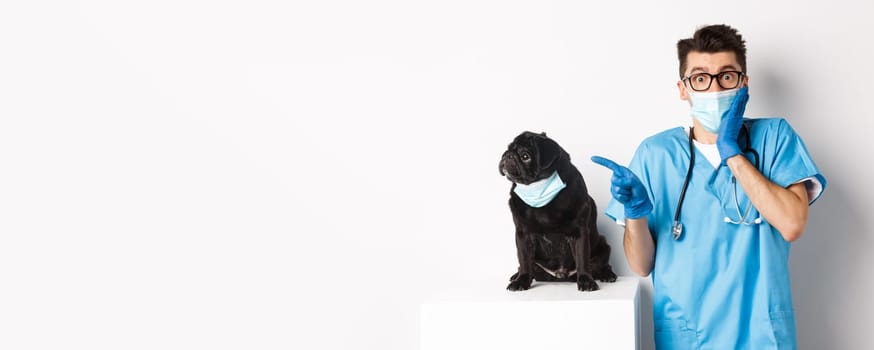 Cute black pug dog in face mask looking left at promo banner while doctor in veterinarian clinic pointing finger, standing over white background