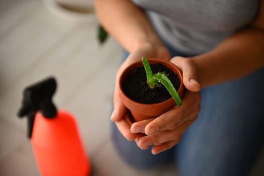 Selective focus on florist's hands holding a clay pot with freshly repotted aloe succulent plant in greenhouse condition