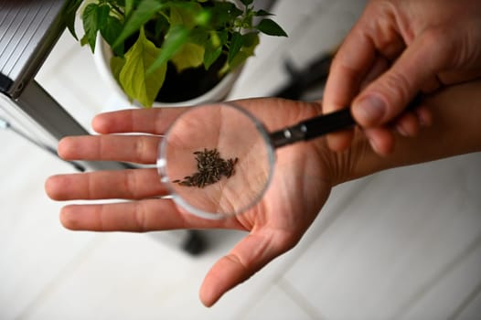 View through magnifying glass to the seeds in the hands of a female gardener examining seeds before sowing in the earth