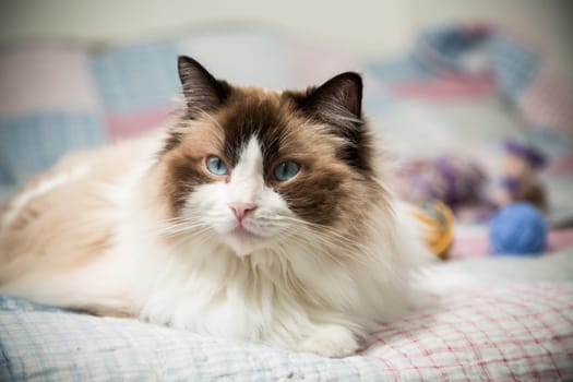 Beautiful domestic purebred cat Ragdoll, lies on the bed
