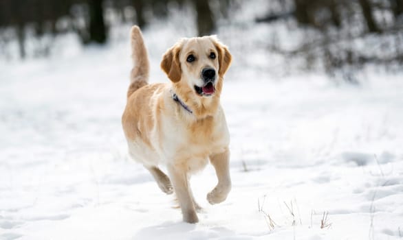 Golden retriever dog in wintertime