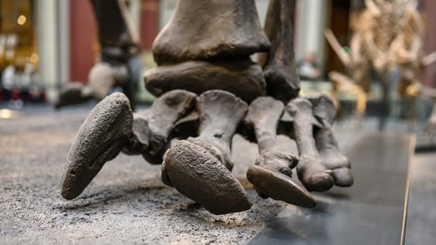 Bones of paw of dinosaur close up at exhibition