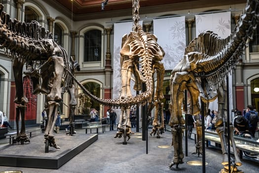 Main hall of Berlin museum of natural with skeletons of dinosaurs