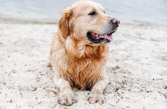 Adorable dog golden retriever breed