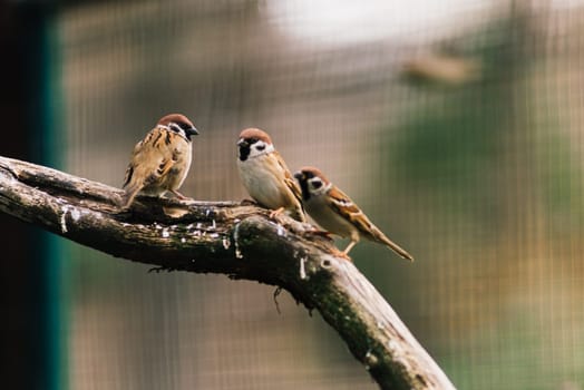 Close-up. A sparrow sits on a branch. City sparrow bird