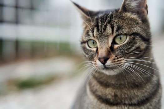 Close-up portrait of a gray street cat