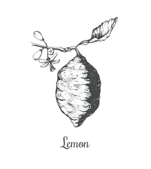 Lemon flower, lemon branch